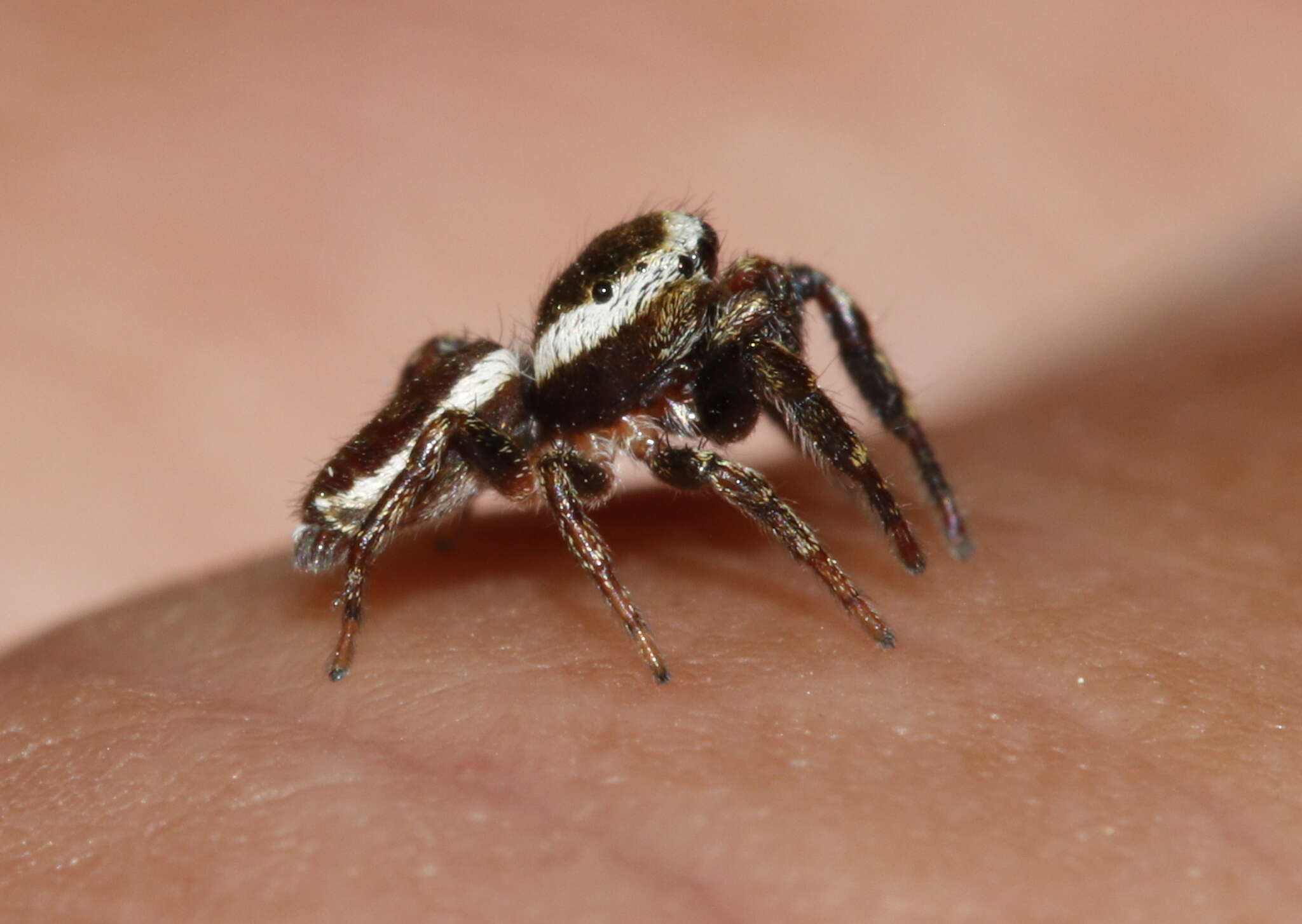 Image of Pelegrina furcata (F. O. Pickard-Cambridge 1901)