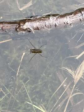 Image of Pond Skate