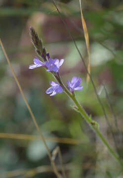 Image of hillside vervain