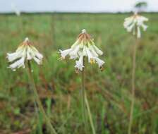 Image of Kniphofia leucocephala Baijnath