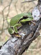 Image of Pine Barrens Treefrog