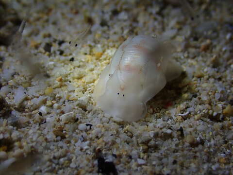 Image of white Pacific glassy-bubble