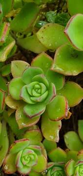 Image de Aeonium haworthii Salm-Dyck ex Webb & Berth.