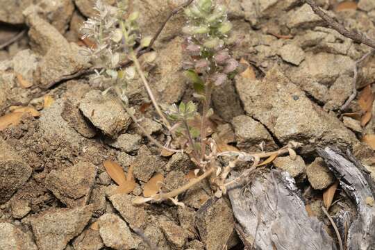 Image of Alyssum pogonocarpum Carlström