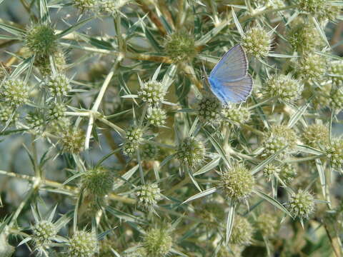 Image of Polyommatus daphnis