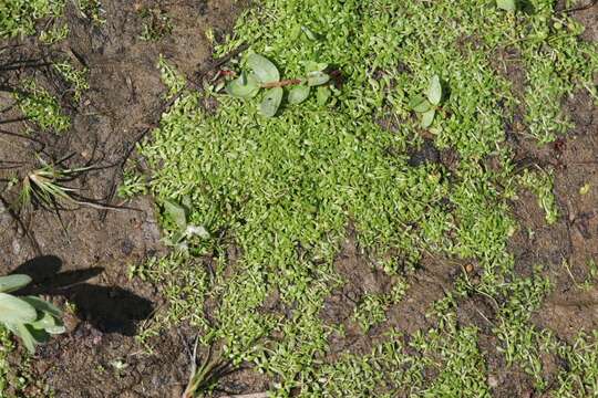 Image of winged water-starwort