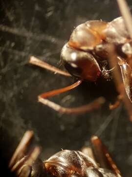 Image of Red-backed Mining Ant