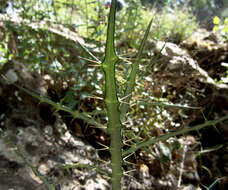 Image de Ptilostemon diacantha (Labill.) Greuter