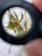 Image of Opposite Stonewort