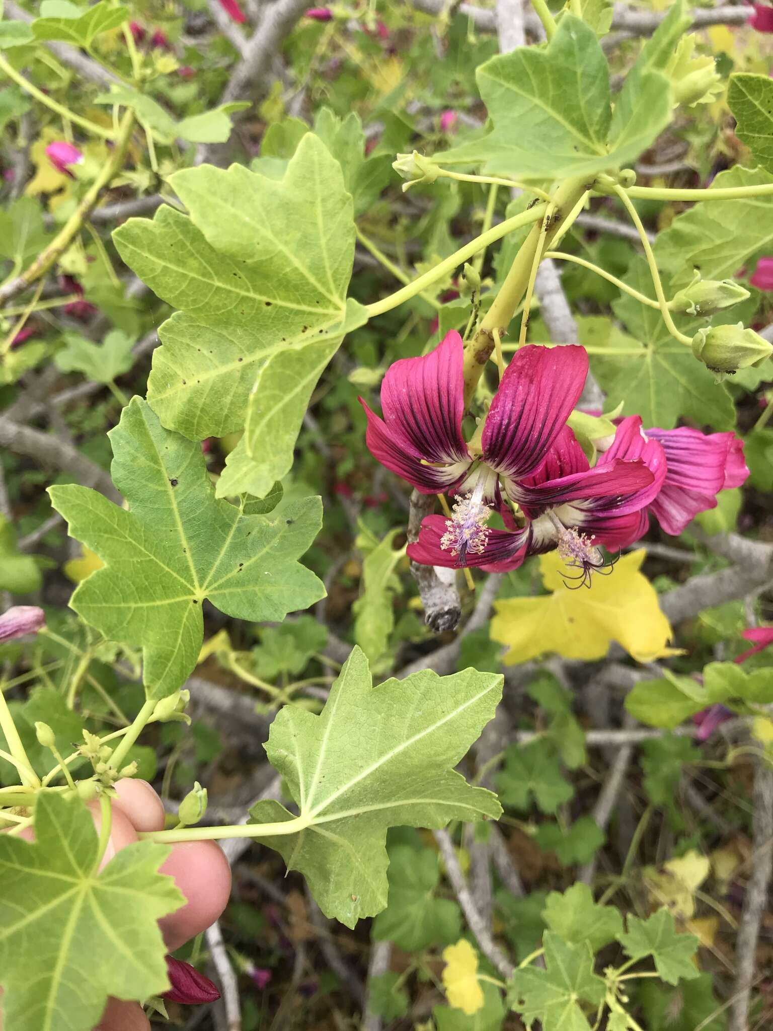 Imagem de <i>Malva assurgentiflora</i> subsp. <i>glabra</i> (Philbrick) M. F. Ray