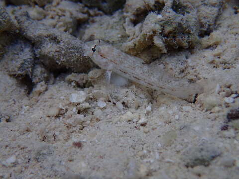 صورة Gnatholepis anjerensis (Bleeker 1851)