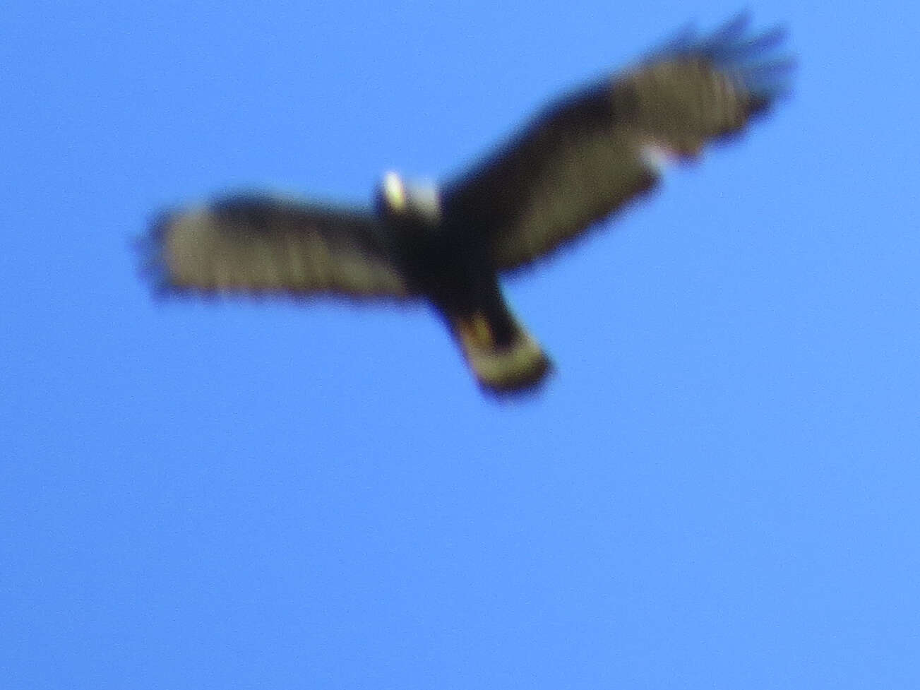 Image of Zone-tailed Hawk