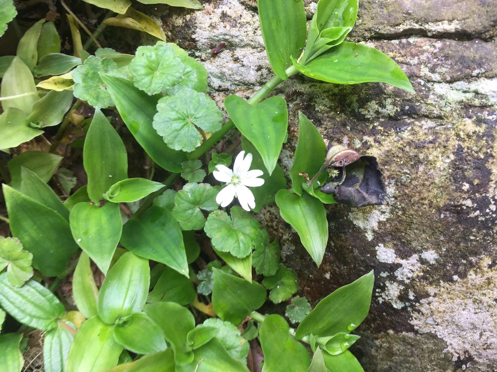 Слика од Nubelaria arisanensis