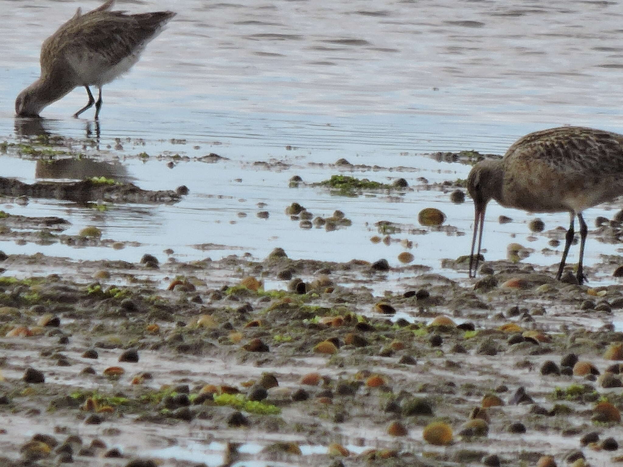 Image of Limosa lapponica baueri Naumann & JF 1836