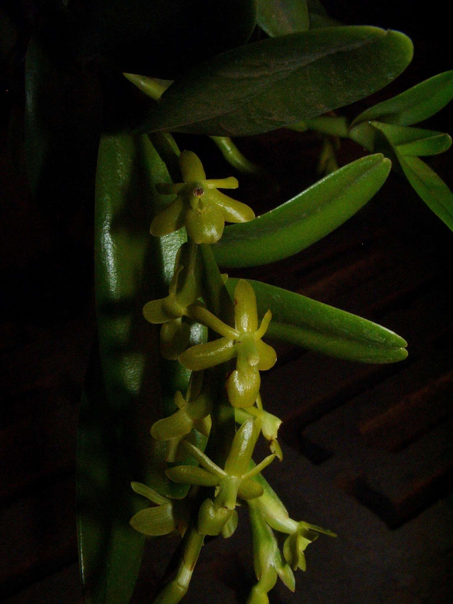 Image of Epidendrum cardiophorum Schltr.