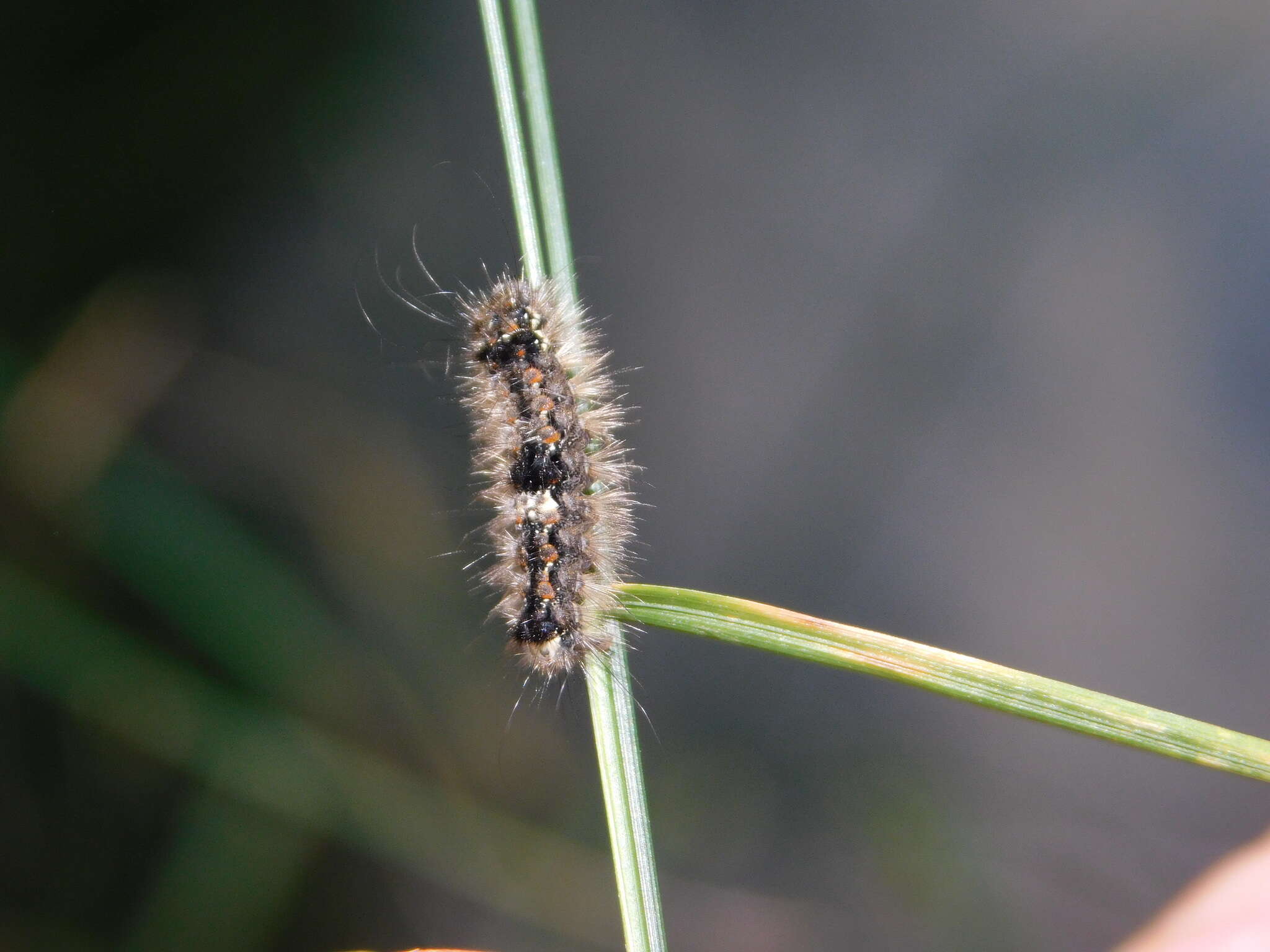 Image of orange footman