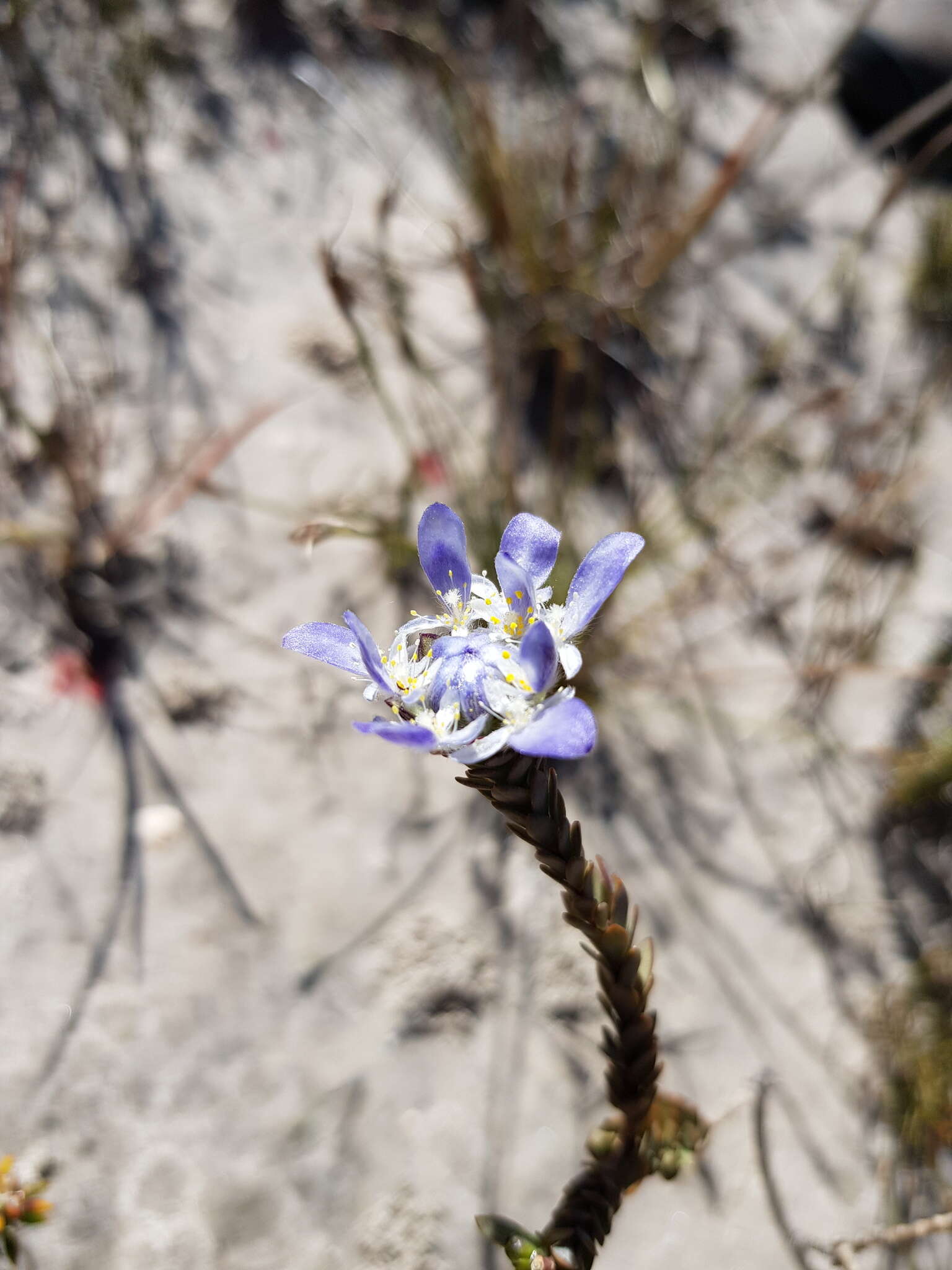 Image of Lachnaea filamentosa (Thunb.) Meissn.