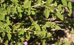 Image de Lantana rugosa Thunb.