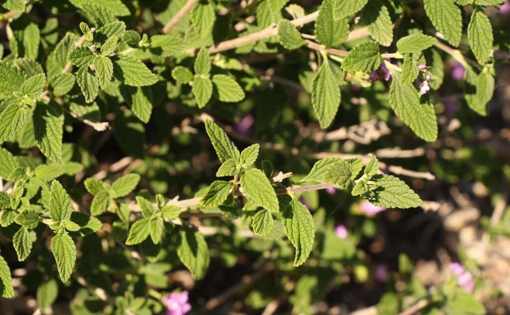 Image de Lantana rugosa Thunb.