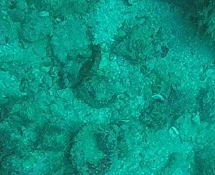 Image of Giant Seahorse