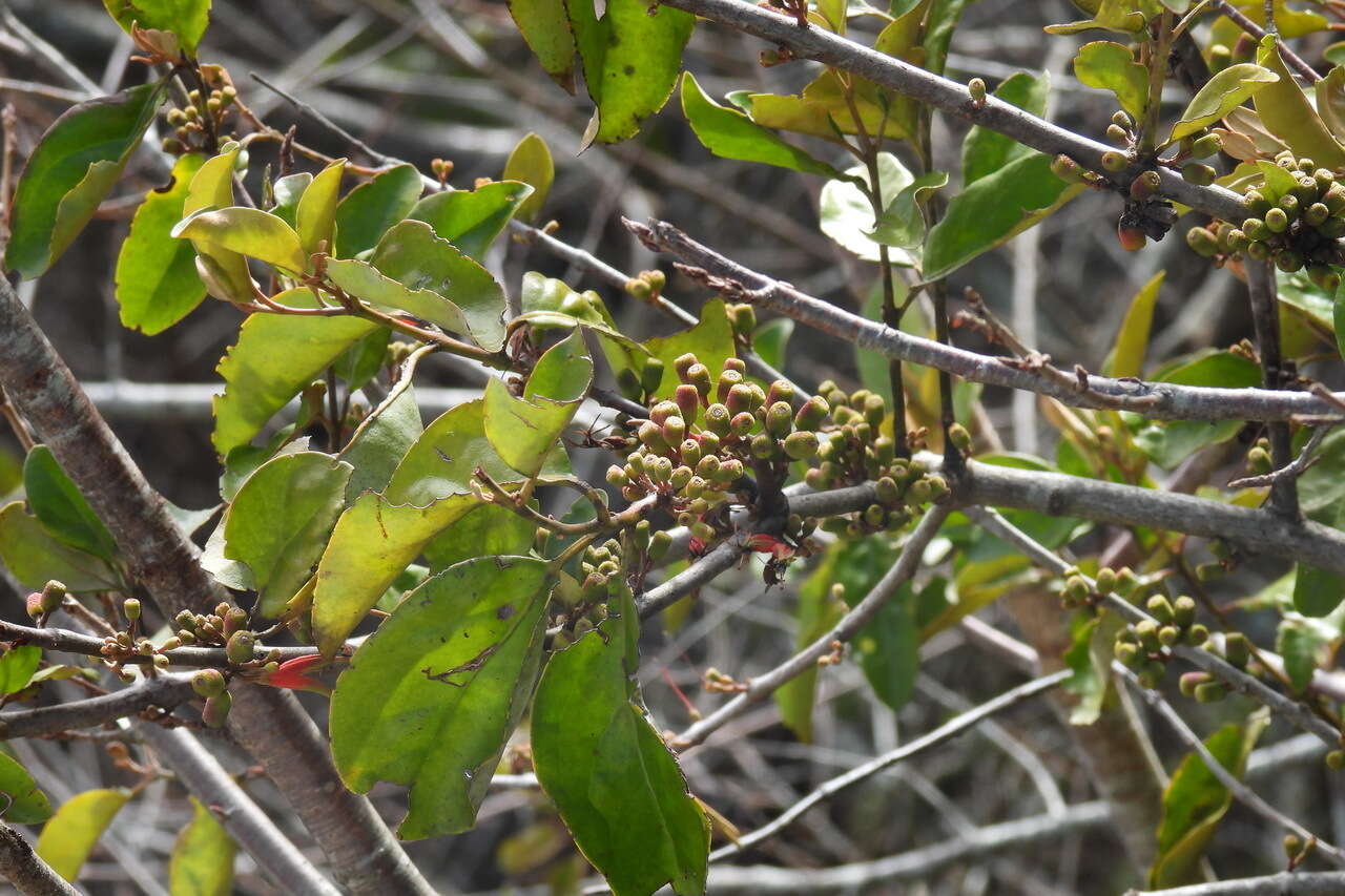 Image of Taxillus liquidambaricola (Hayata) Hosok.