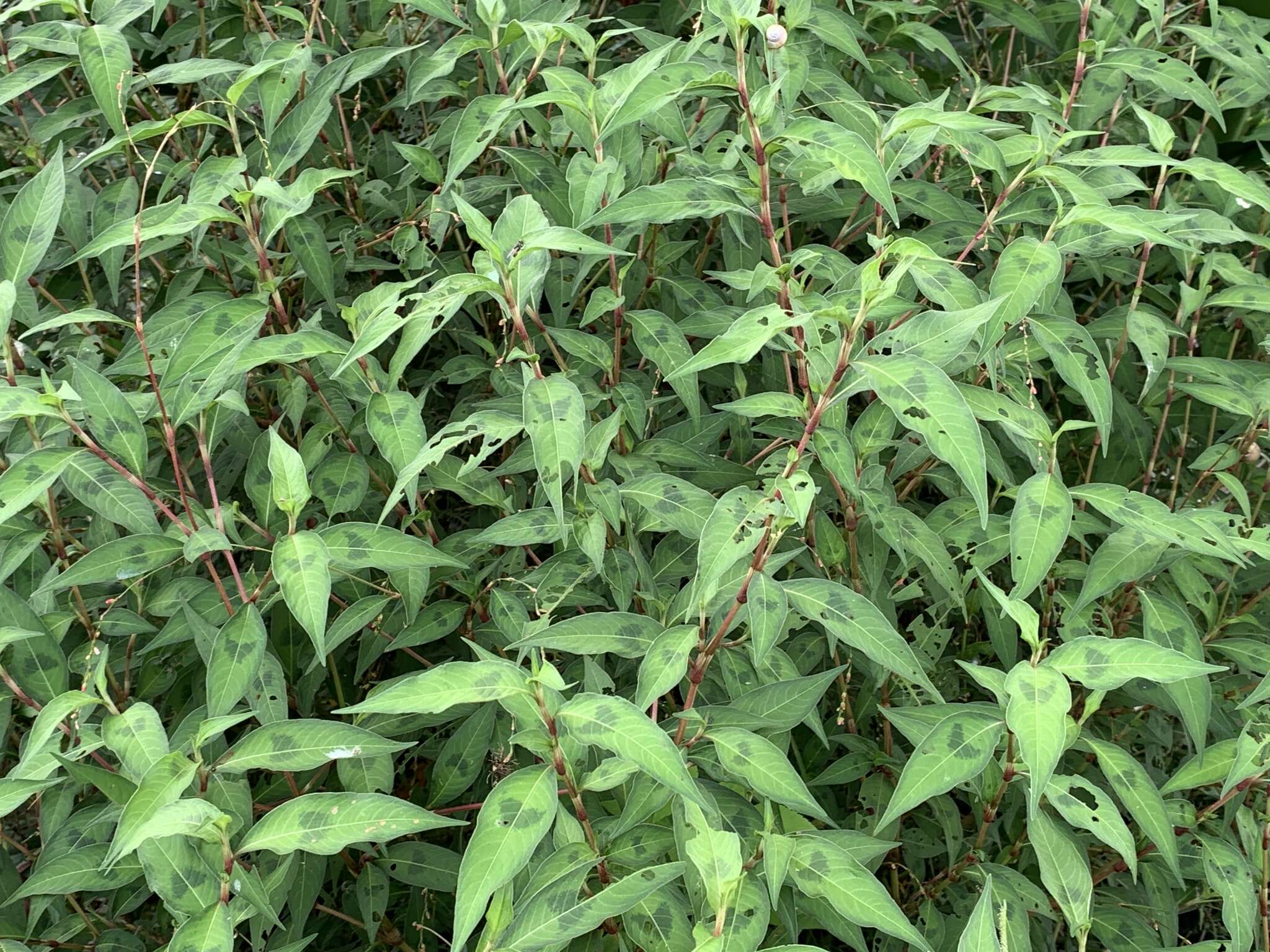 صورة Persicaria pubescens (Bl.) Hara