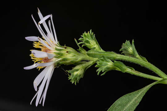 Image of Greata's aster