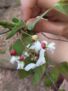 Image of Canadian serviceberry