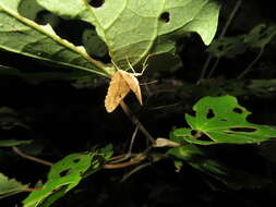 Image of Kawakawa looper moth