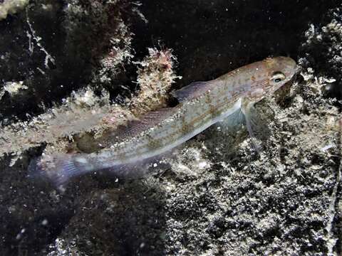 Image de Amblygobius buanensis Herre 1927