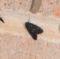 Elaphristis melanica Turner的圖片