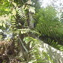 Image de Pterospermum javanicum Jungh.