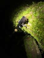 Image of Northern Gray-cheeked Salamander