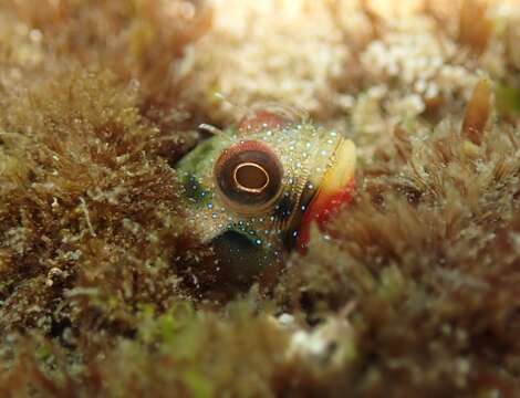 Image of Barnacle Blenny