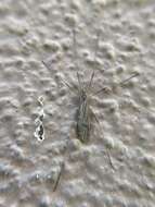 Image of Crane fly