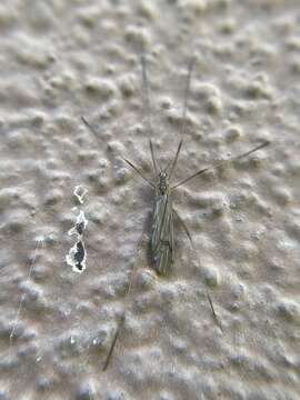 Image of Crane fly