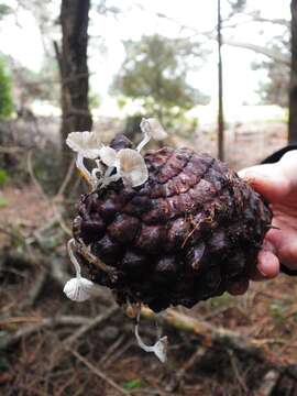 Image of Austral Dripping Bonnet