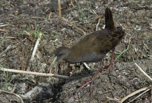 Image of Plumbeous Rail