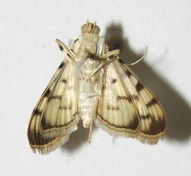Image of Dichocrocis