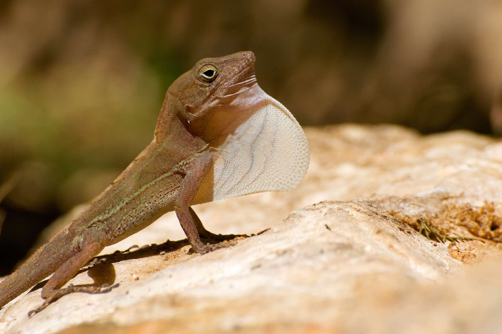 Image of Cordillera Oriental Stout Anole