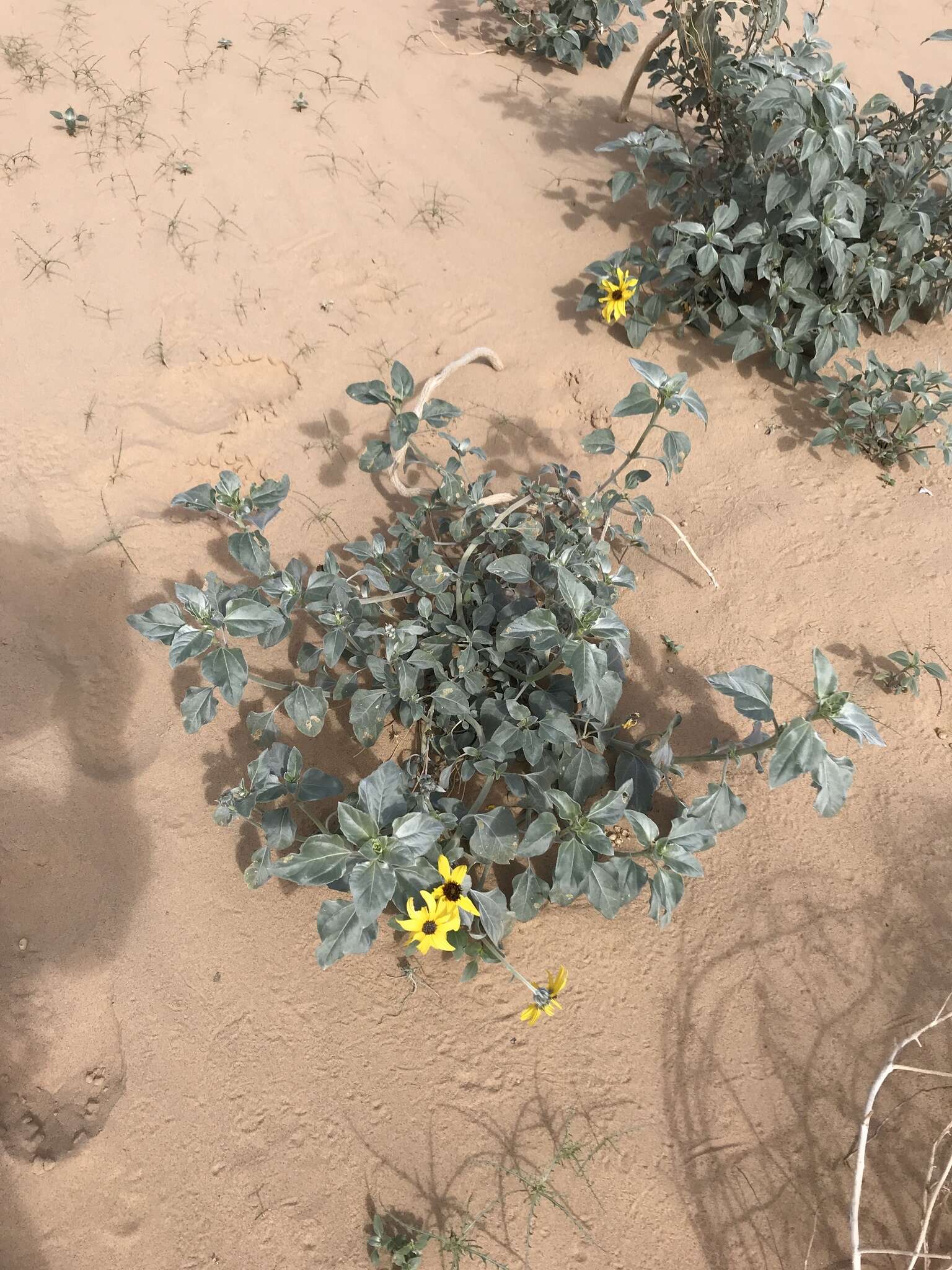 Image of Algodones sunflower