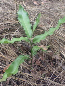 Image of macadamia nut