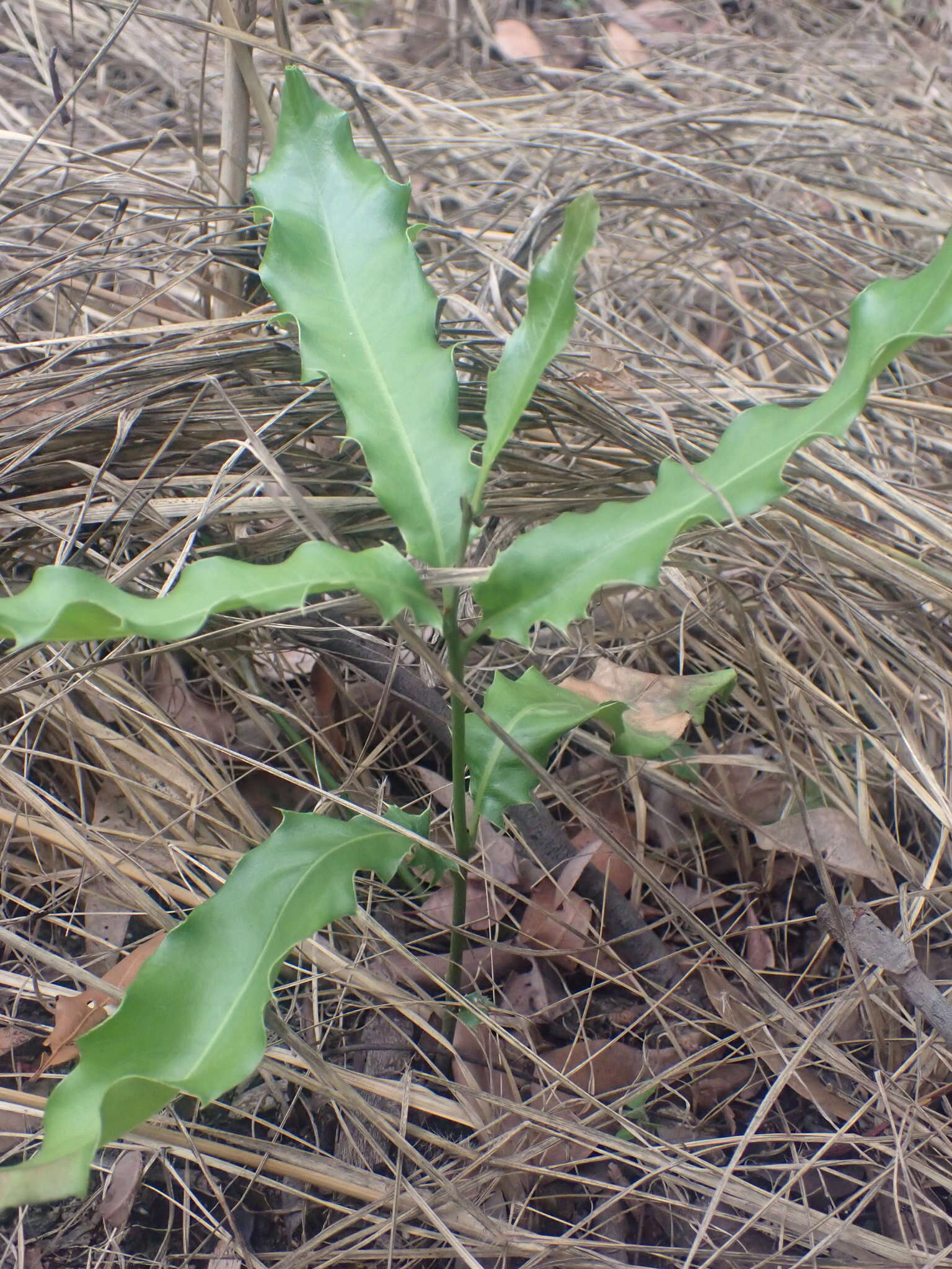 Image of macadamia nut