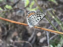 Euphilotes battoides (Behr 1867)的圖片