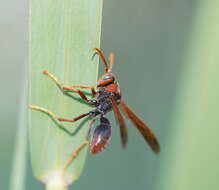 Image of Polistes erythrinus Holmgren 1868