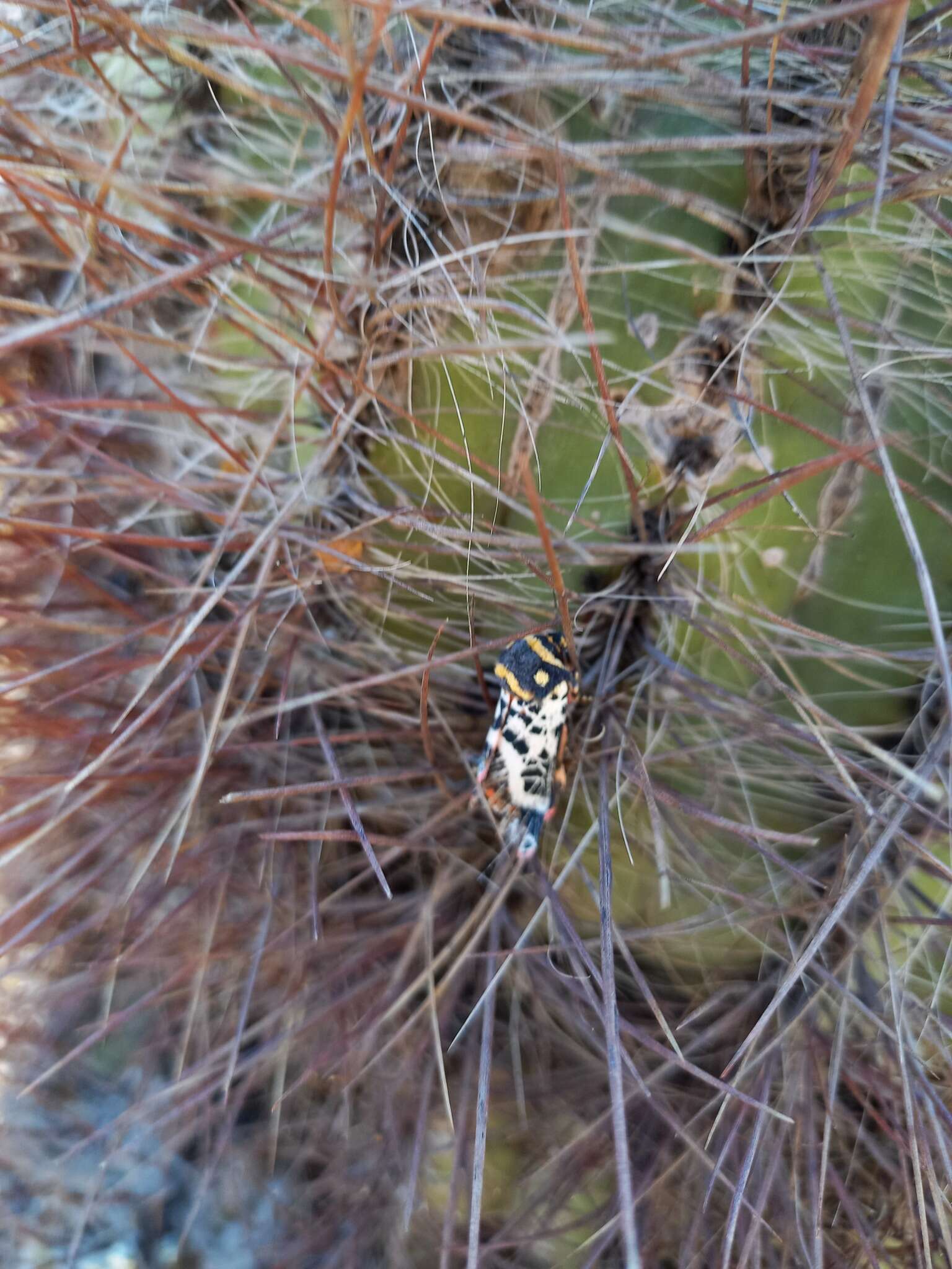 Chlanidophora patagiata Berg 1877的圖片