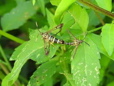 Image de Carmenta bassiformis Walker 1856