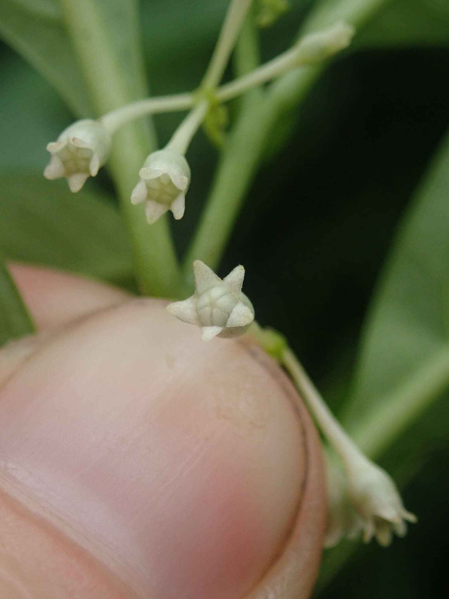 Image of Solanum symmetricum Rusby