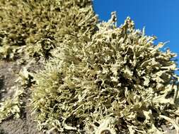 Image of Ramalina capitata (Ach.) Nyl.