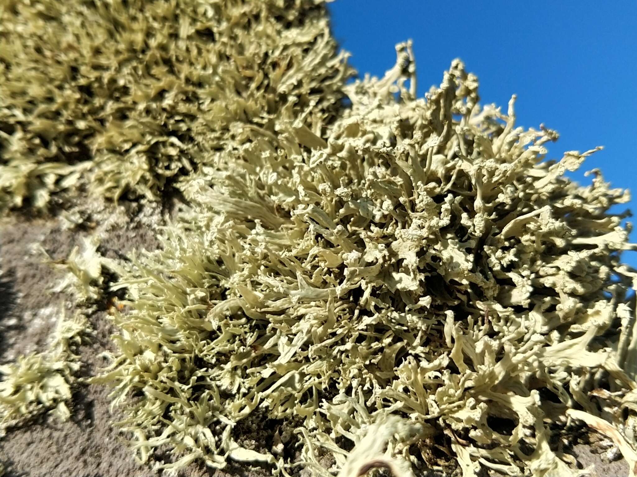 Image of Ramalina capitata (Ach.) Nyl.